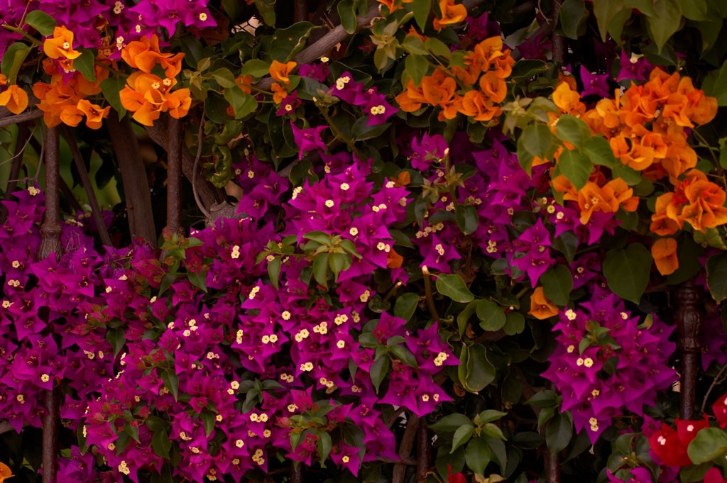 img00011.jpg