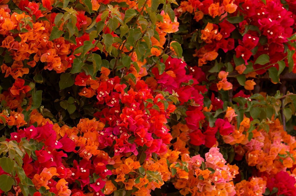 img00012.jpg