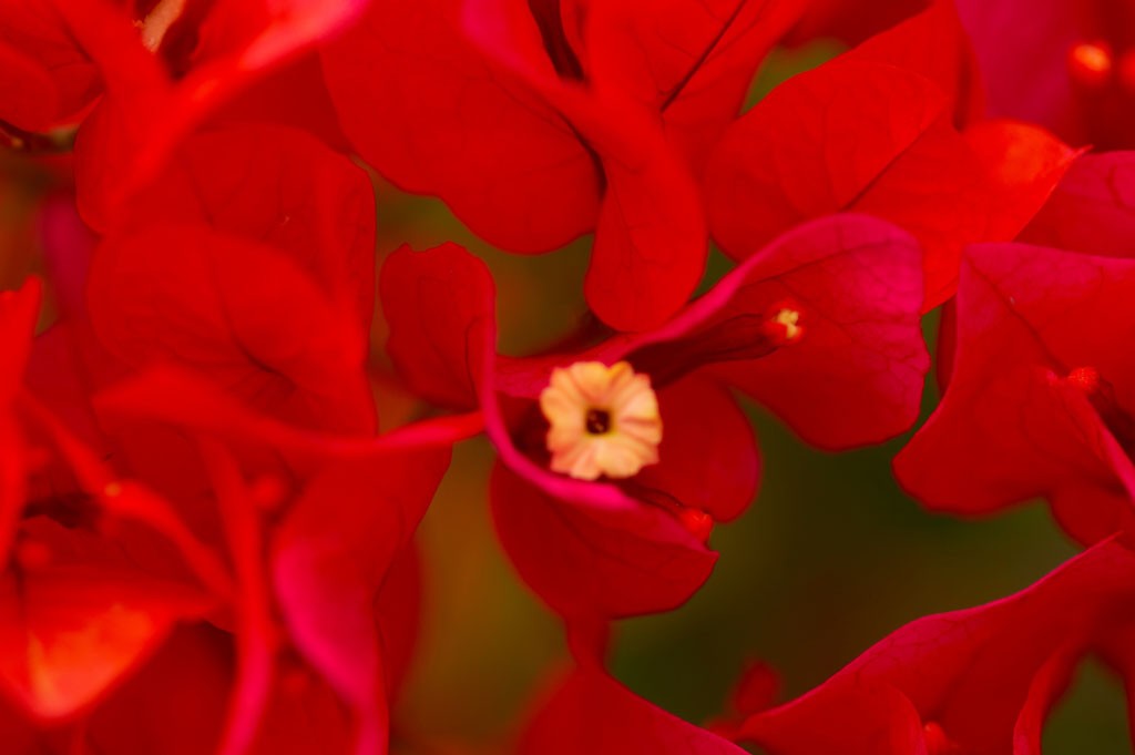 img00017.jpg