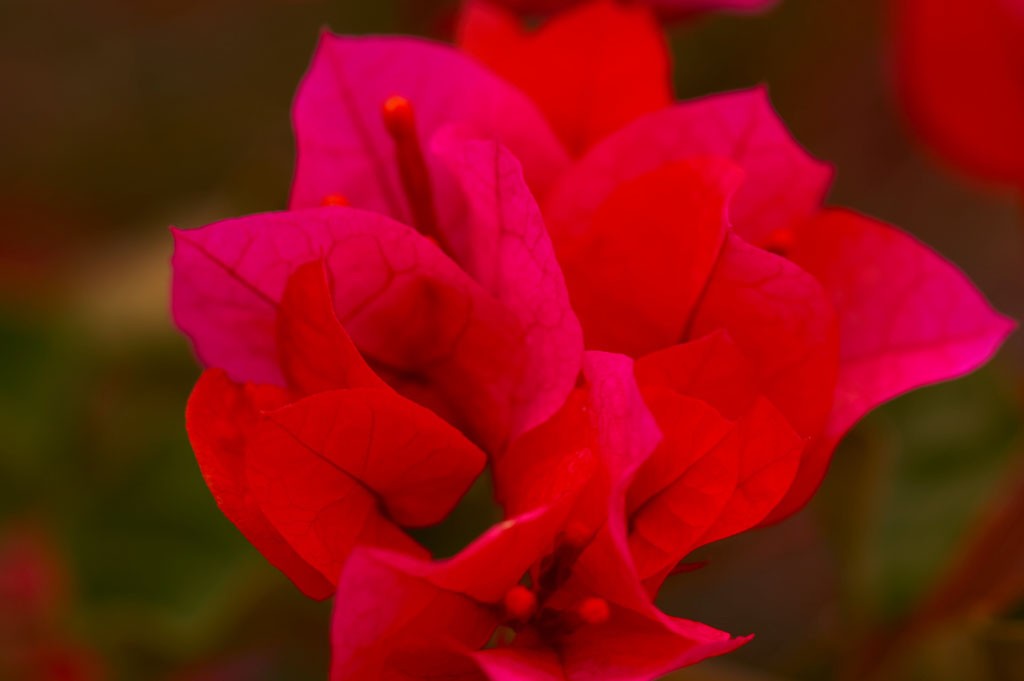 img00018.jpg