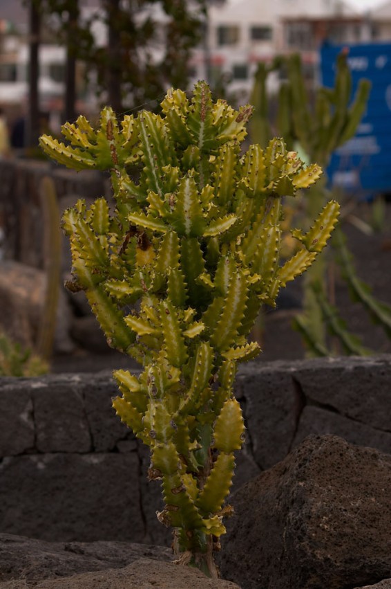 img00043.jpg